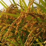 autumn, farmer, rice-965347.jpg